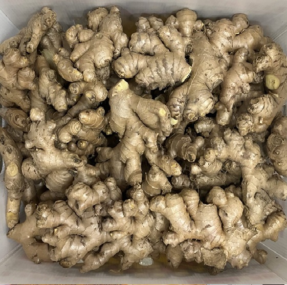 GINGER
