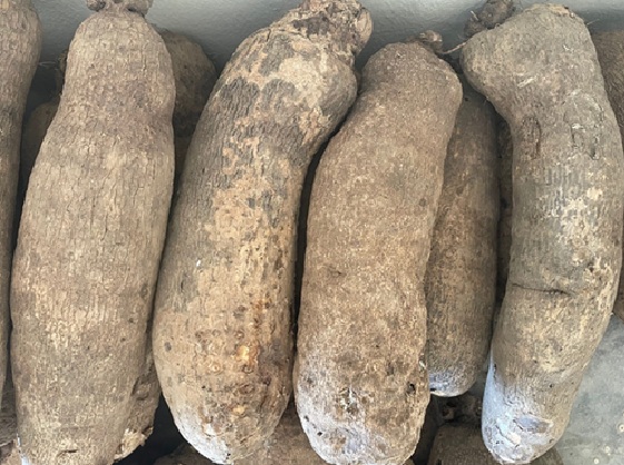 YAM