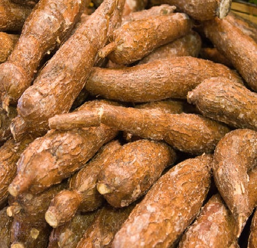 CASSAVA