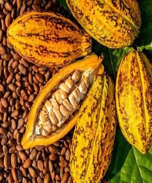 COCOA