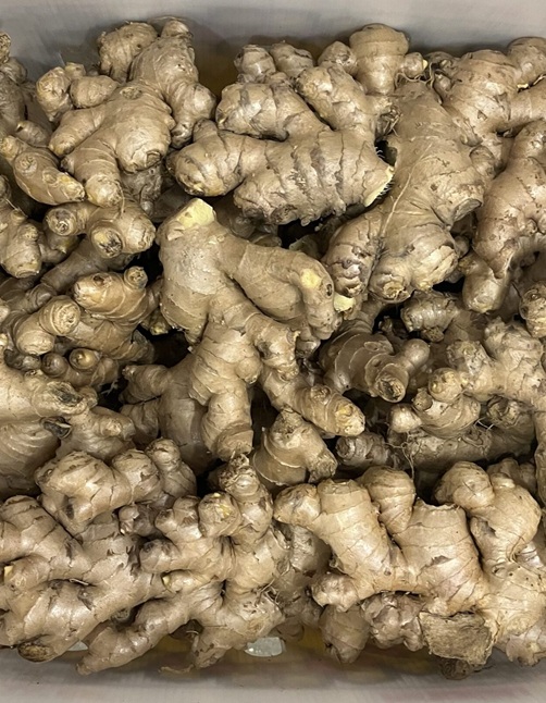 CASSAVA